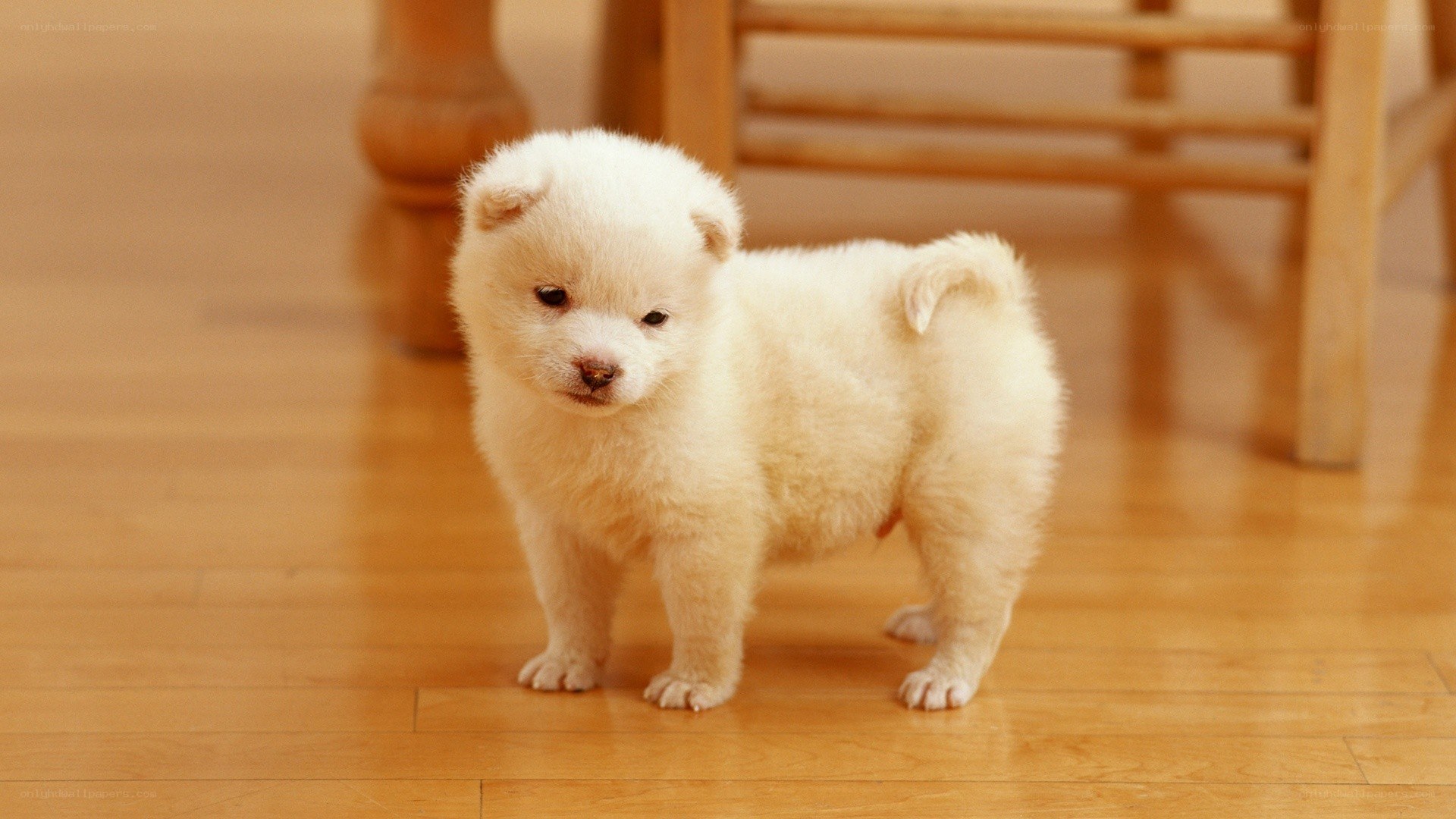 fluffy white puppy standing