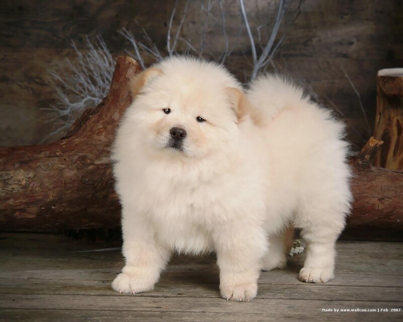 fluffy white puppy standing