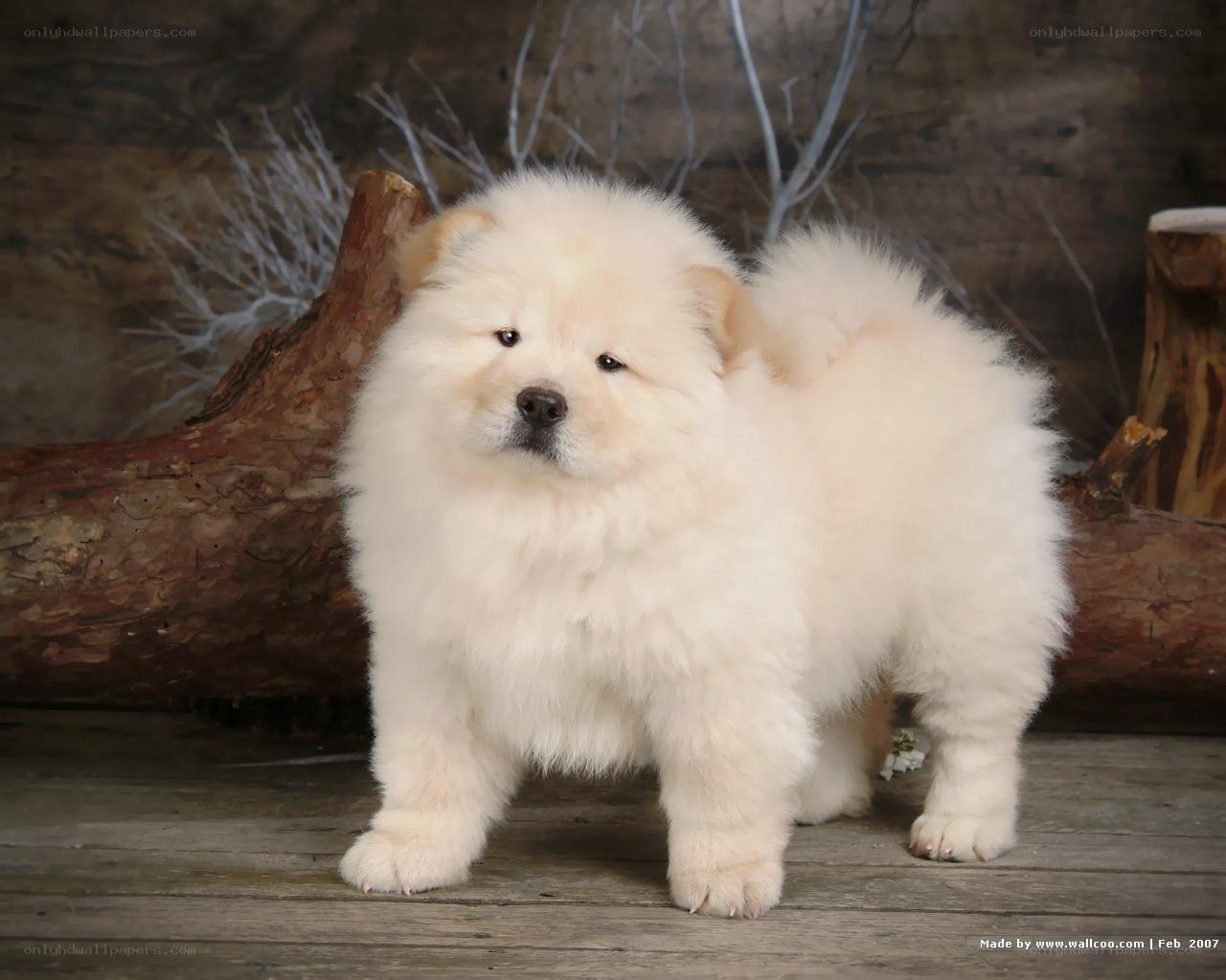 fluffy white puppy standing