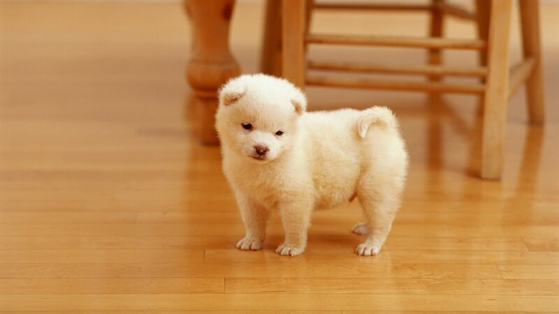 fluffy white puppy standing