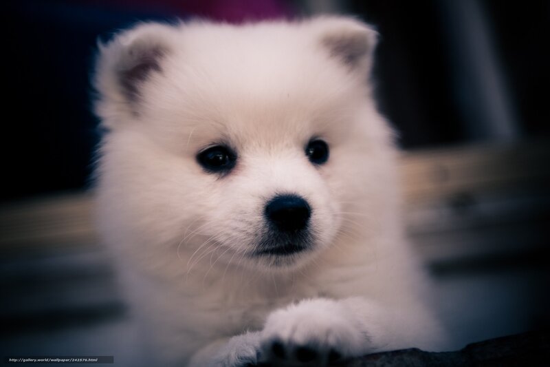 fluffy white puppy