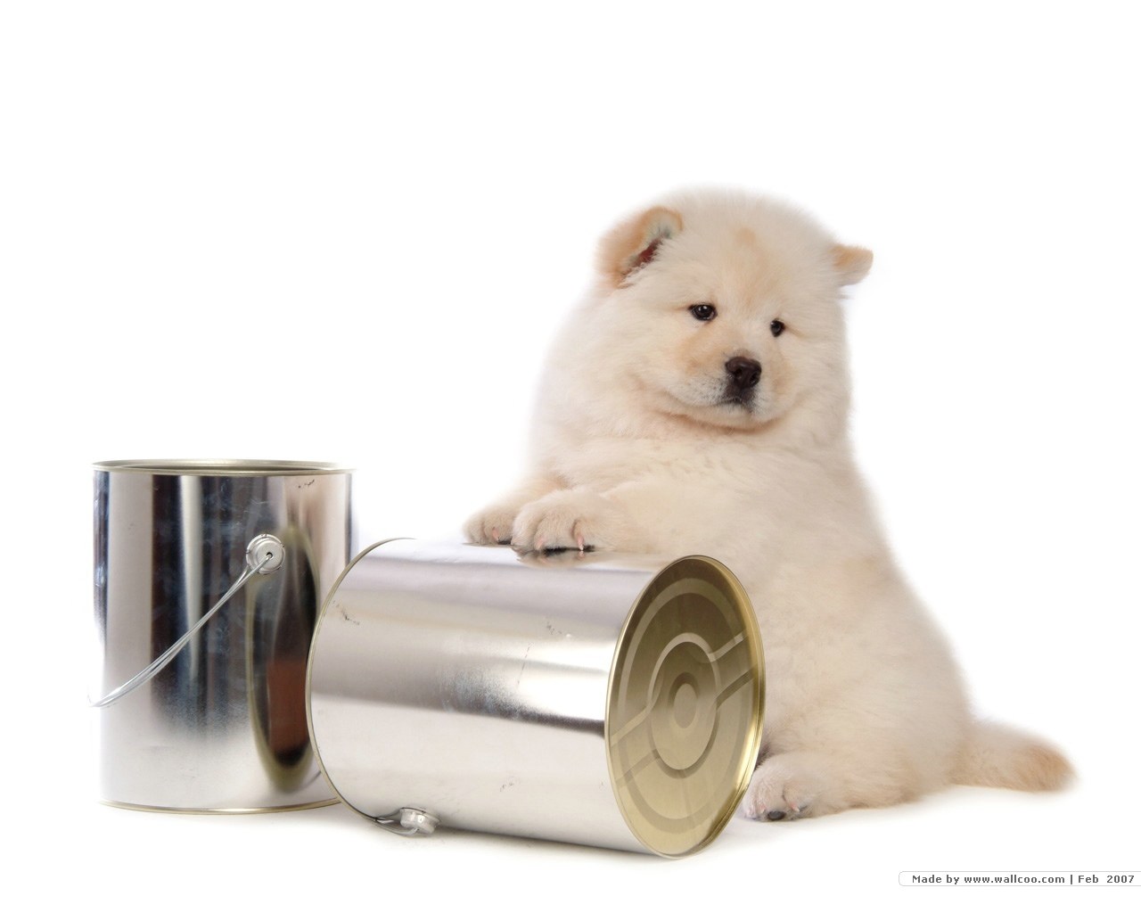 fluffy white puppy with cans
