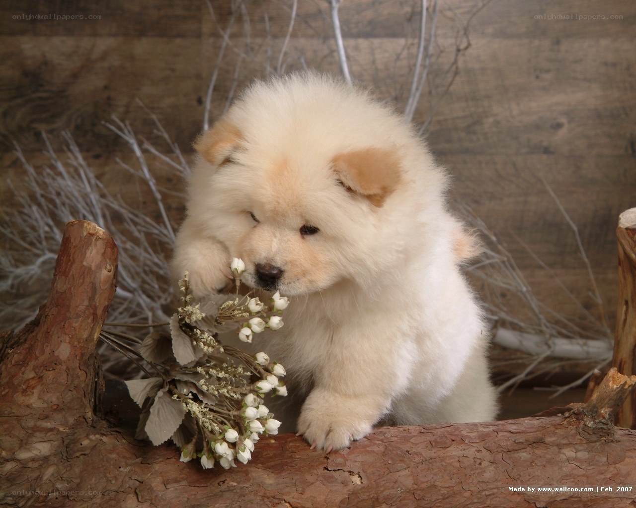 fluffy white puppy with flowers