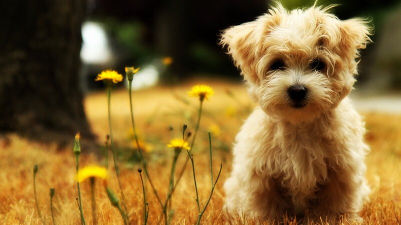 Fluffy White Puppy — Yellow