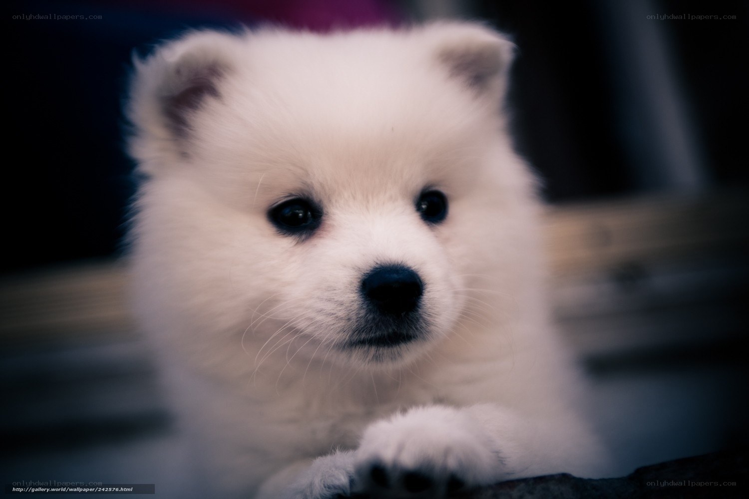 fluffy white puppy