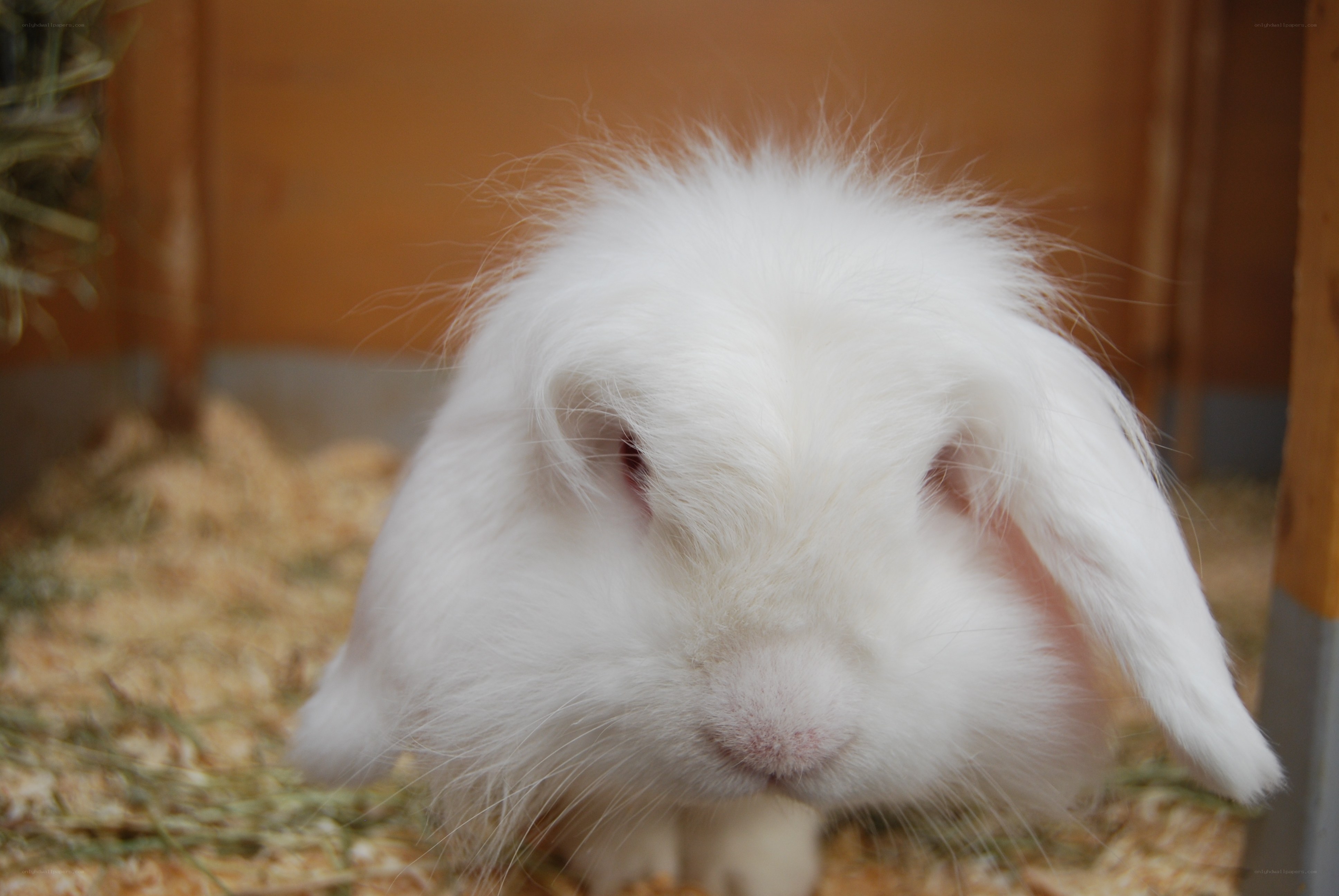 fluffy white rabbit in enclosure