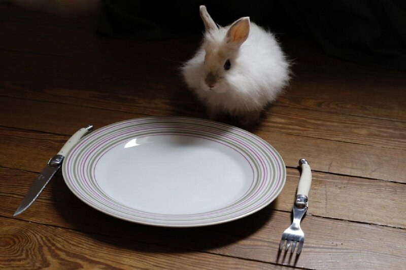 Fluffy White Rabbit