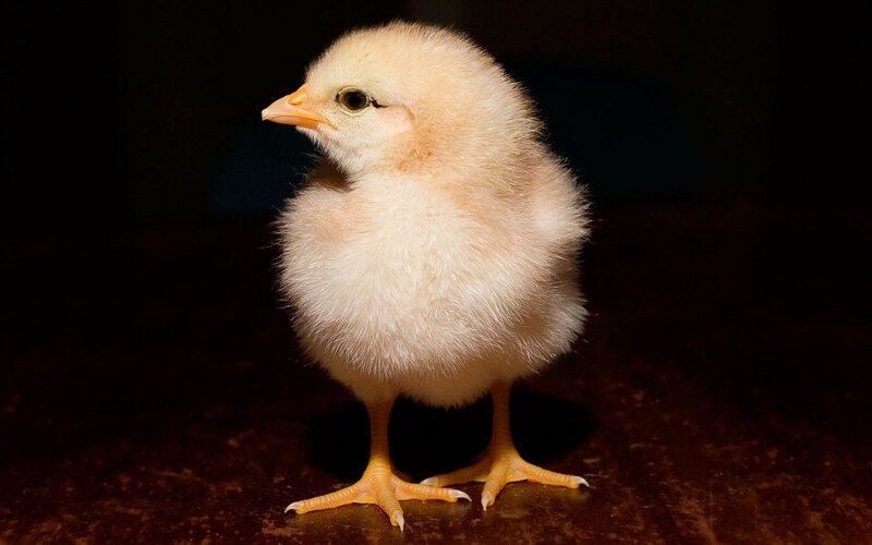 fluffy yellow chick