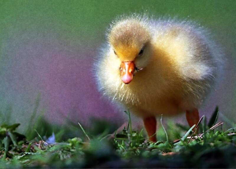 Fluffy Yellow Duckling