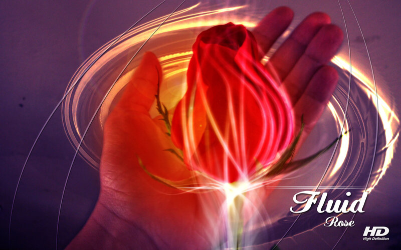 Fluid Rose in Hand