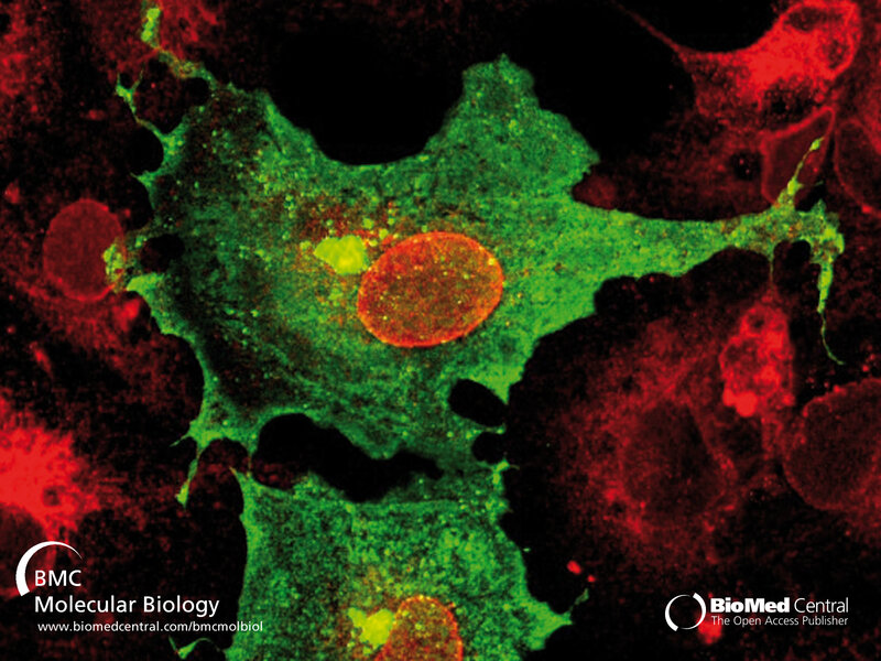 fluorescent cell imaging