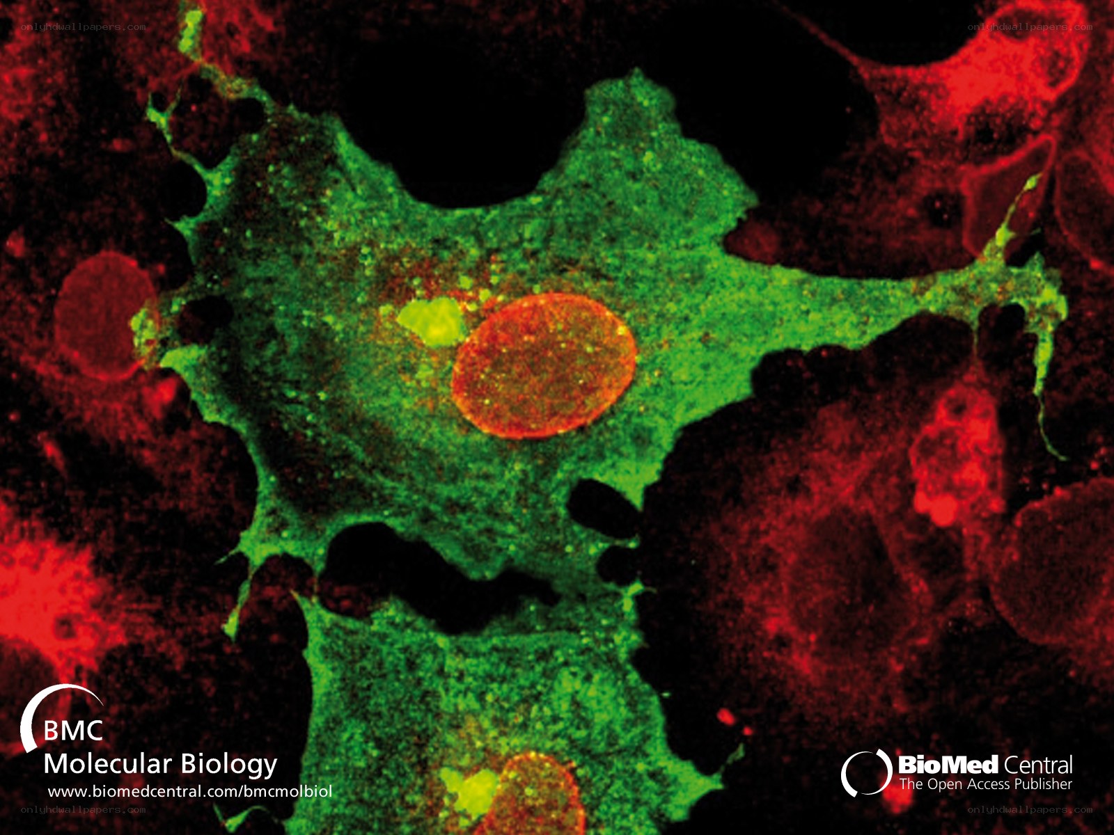 fluorescent cell imaging