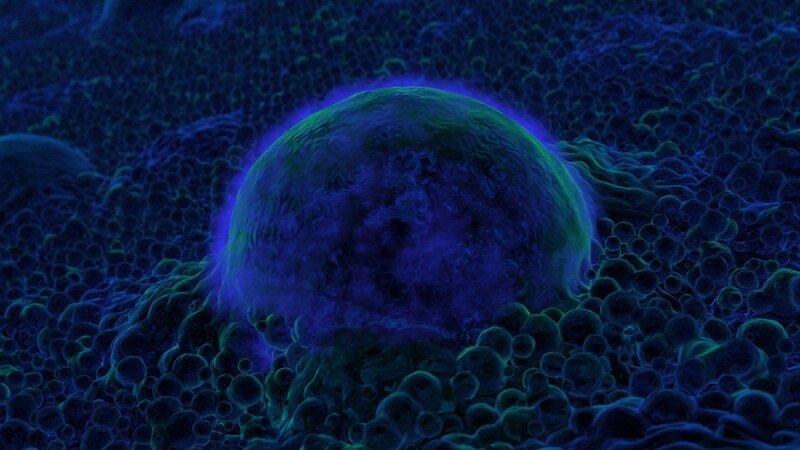 fluorescent cell structure