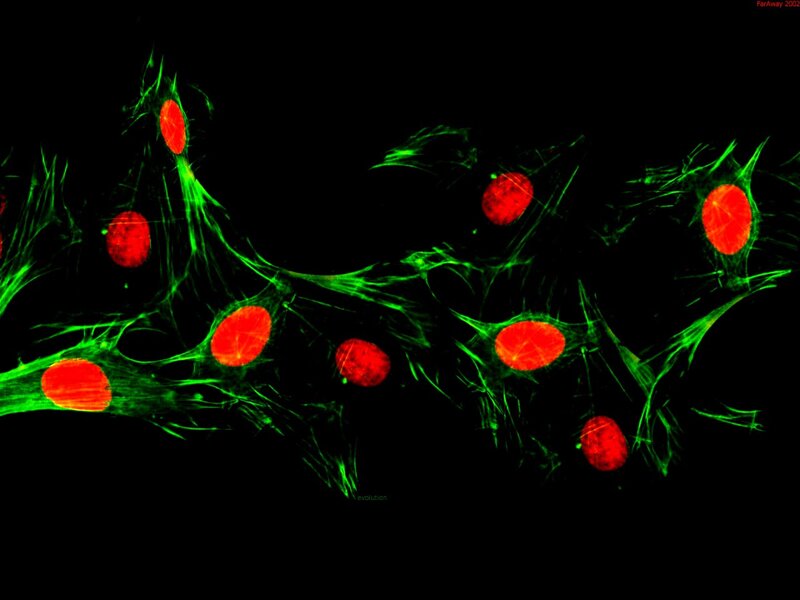 fluorescent cell structures