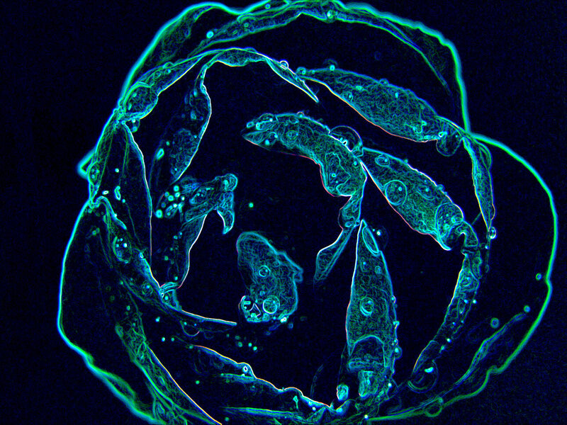 Fluorescent Cellular Structure