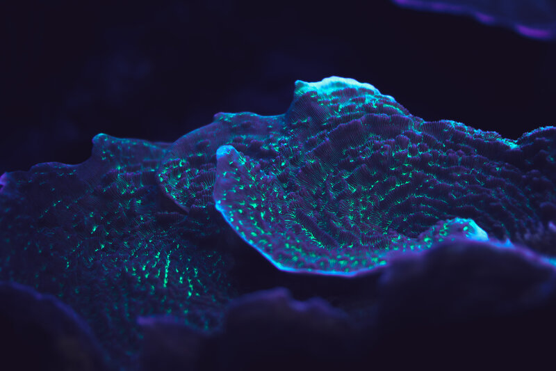 Fluorescent Coral Polyps