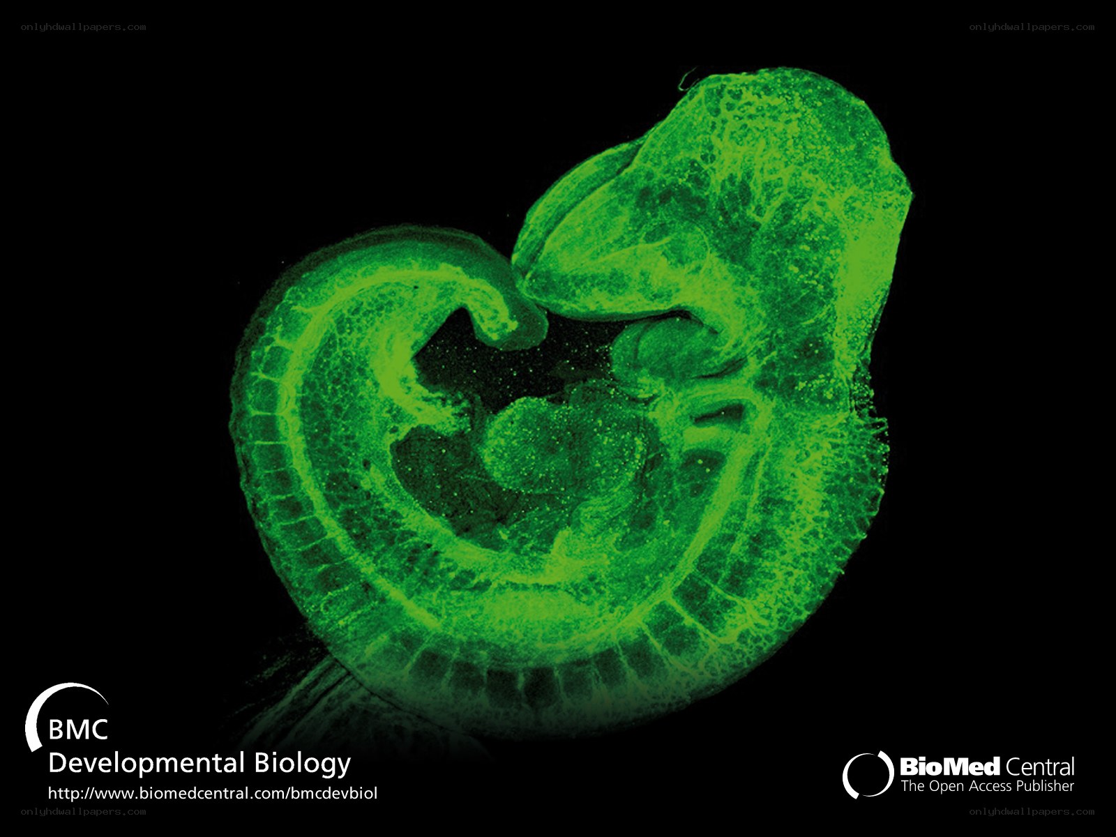 fluorescent embryo image