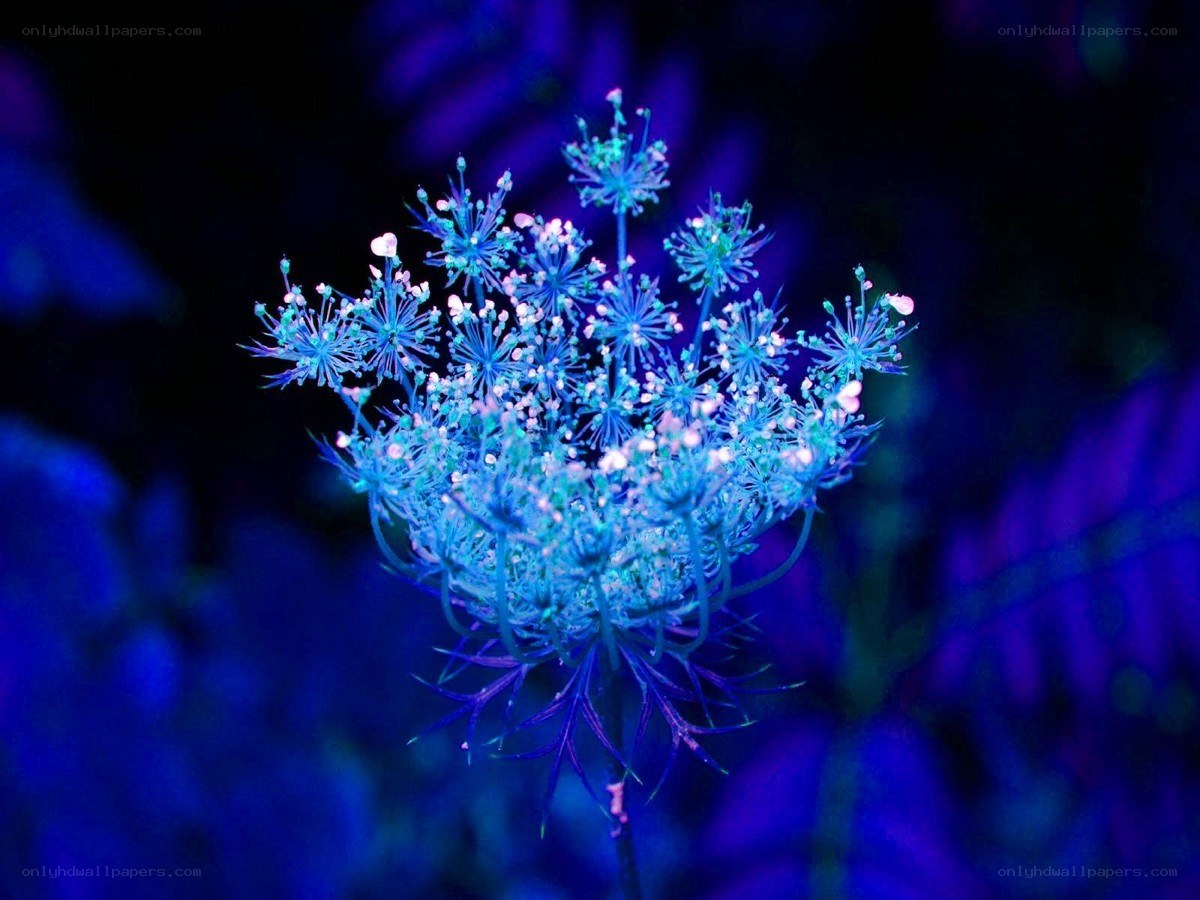fluorescent flower under UV light