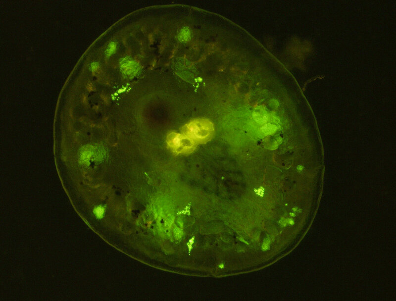 fluorescent green microorganism