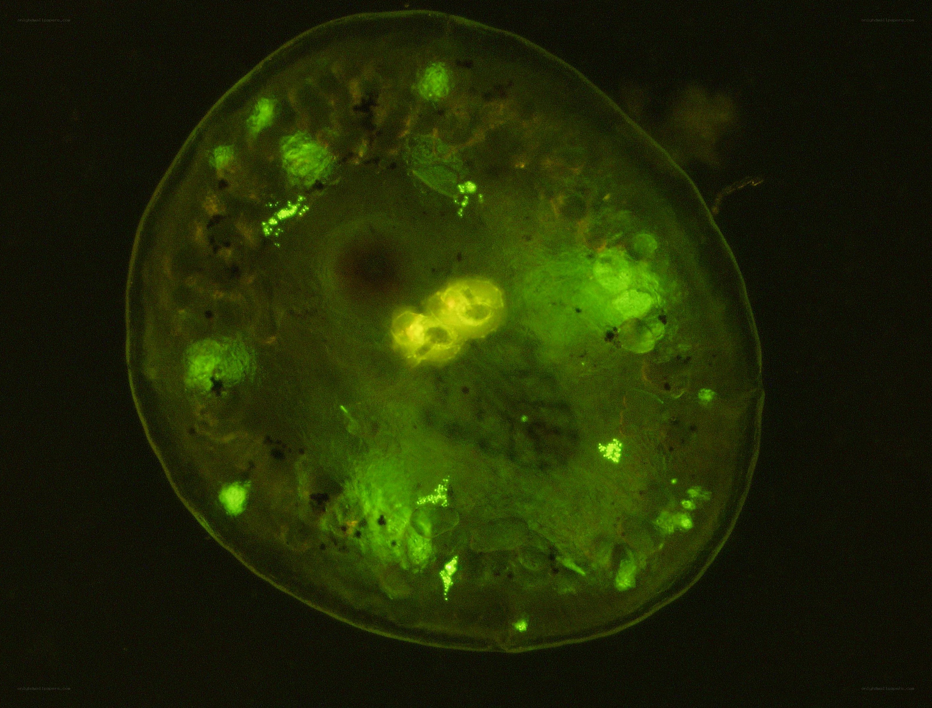 fluorescent green microorganism