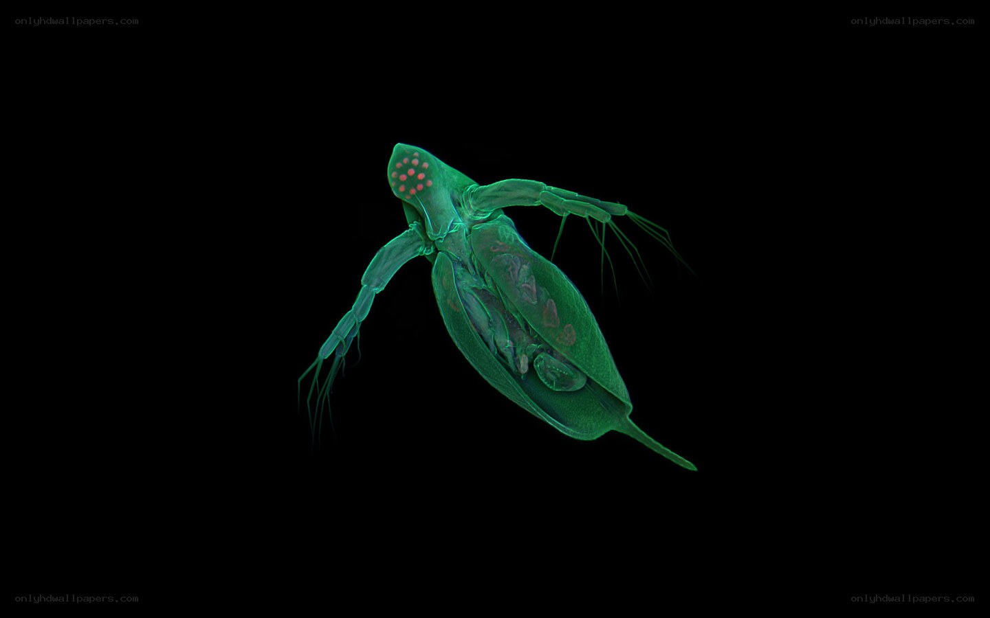 fluorescent green microorganism