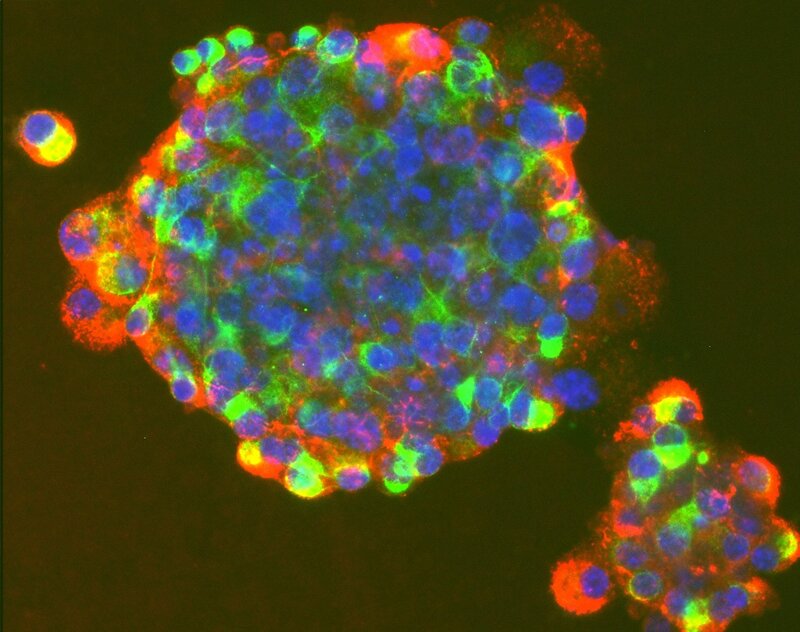 Fluorescent-labeled Cells