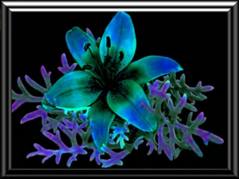 fluorescent lily flower
