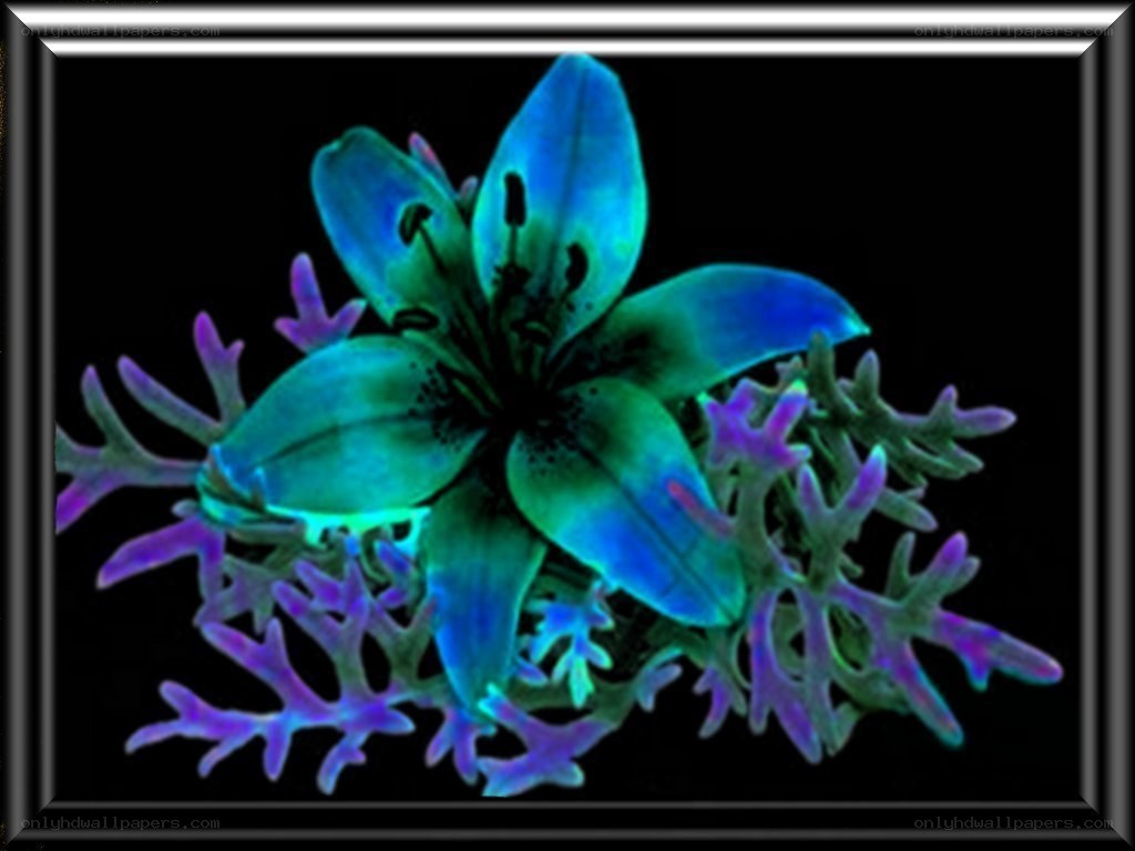 fluorescent lily flower