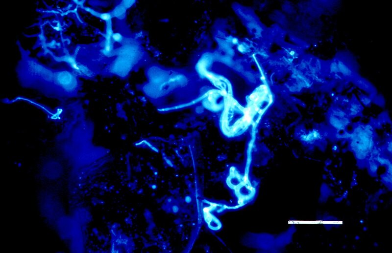 fluorescent neural network