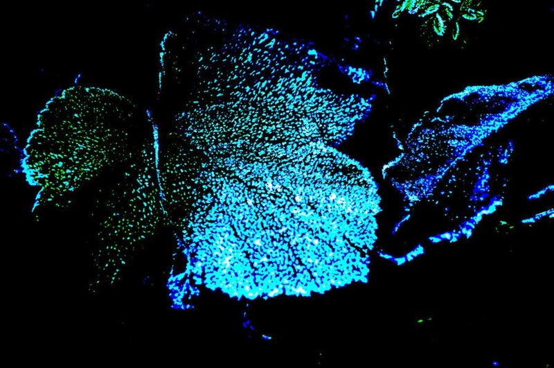 Fluorescent Plant Leaves