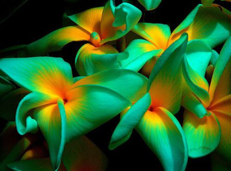 Fluorescent Plumeria Flowers