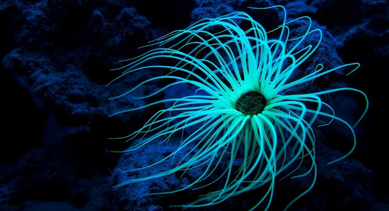 Fluorescent Sea Anemone