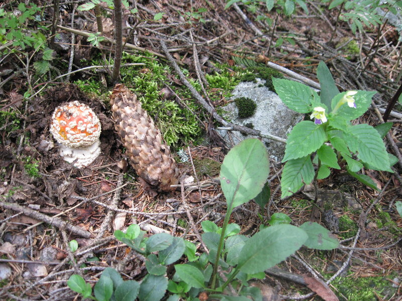 Fly Agaric Mushroom — Green