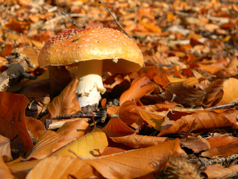 Fly Agaric Mushroom — Orange