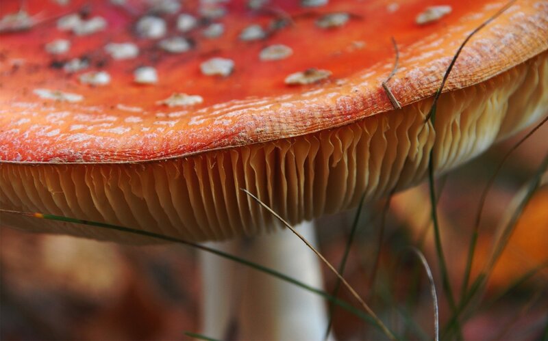 Fly Agaric Mushroom — Red