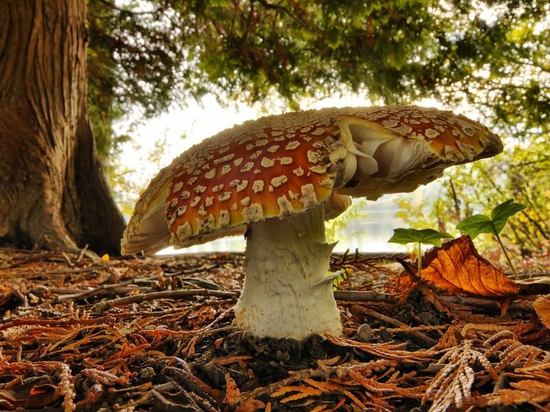 Fly Agaric Mushroom