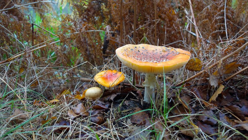 Fly Agaric Mushrooms — Orange