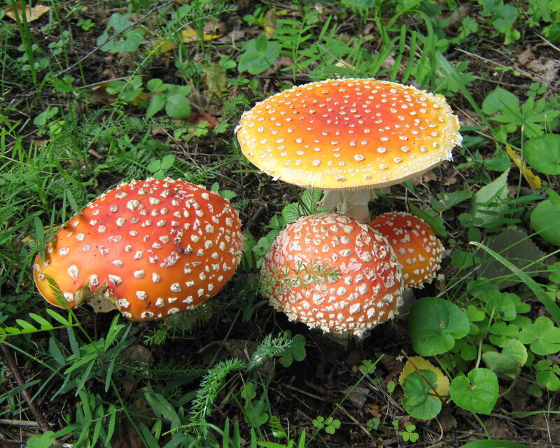 Fly Agaric Mushrooms