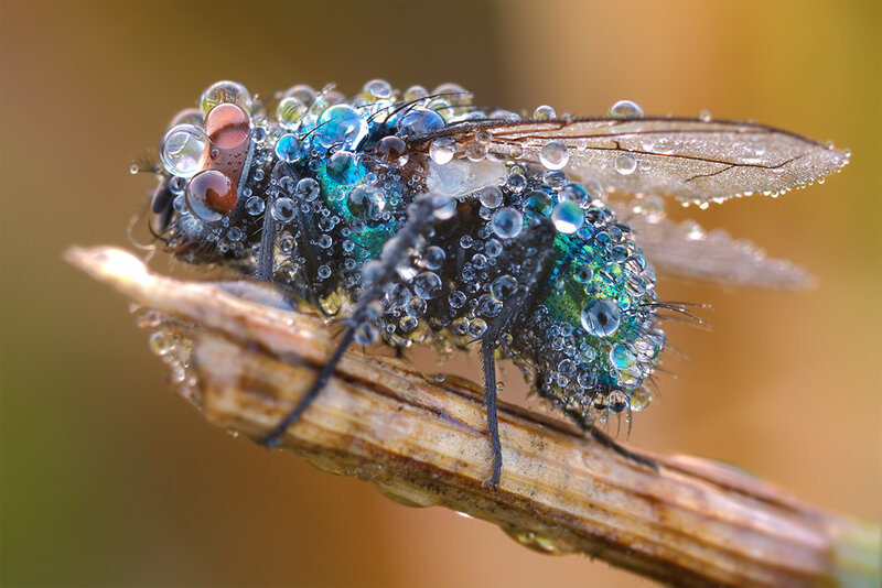 Fly covered in dew drops