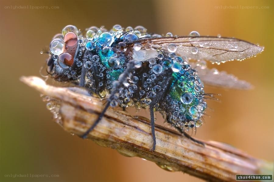 Fly covered in water droplets