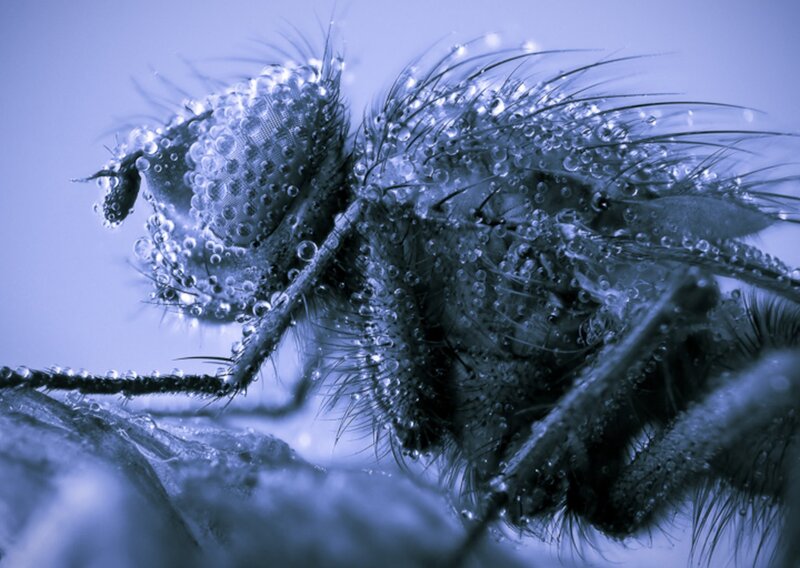 Fly Covered in Water Droplets — Blue