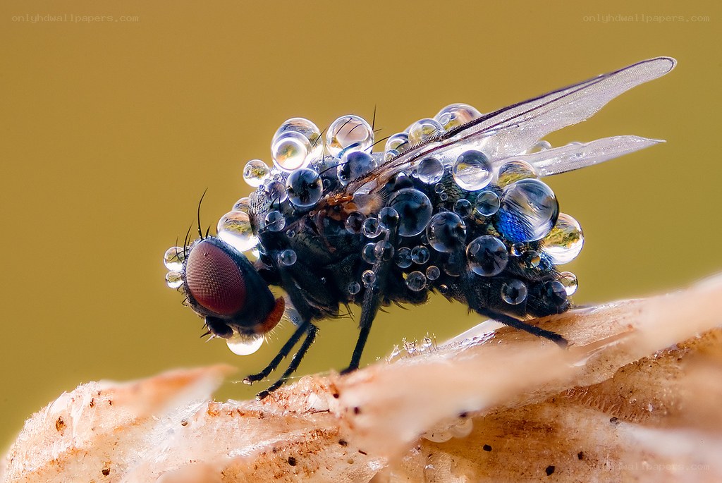 Fly covered in water droplets