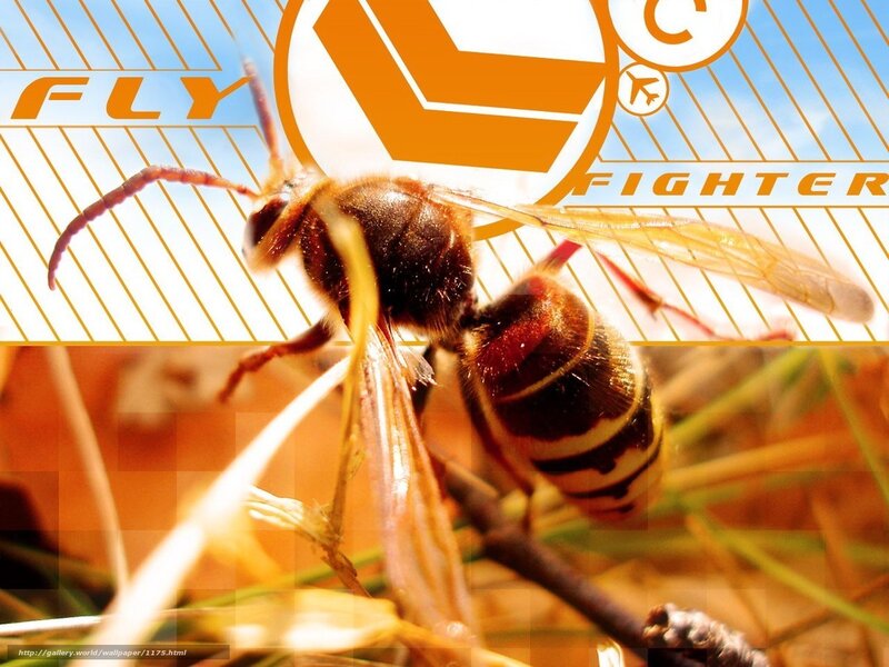 fly fighter wasp wallpaper