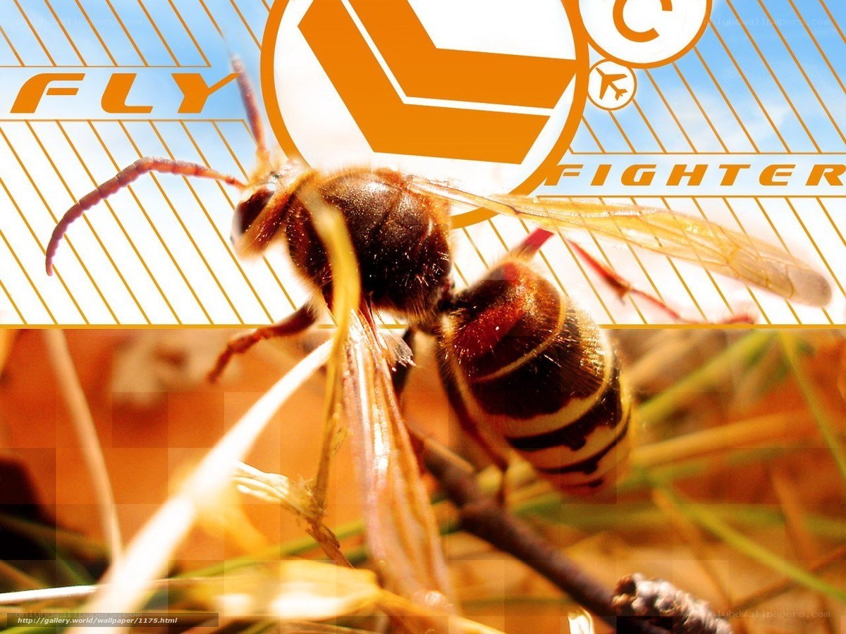 fly fighter wasp wallpaper