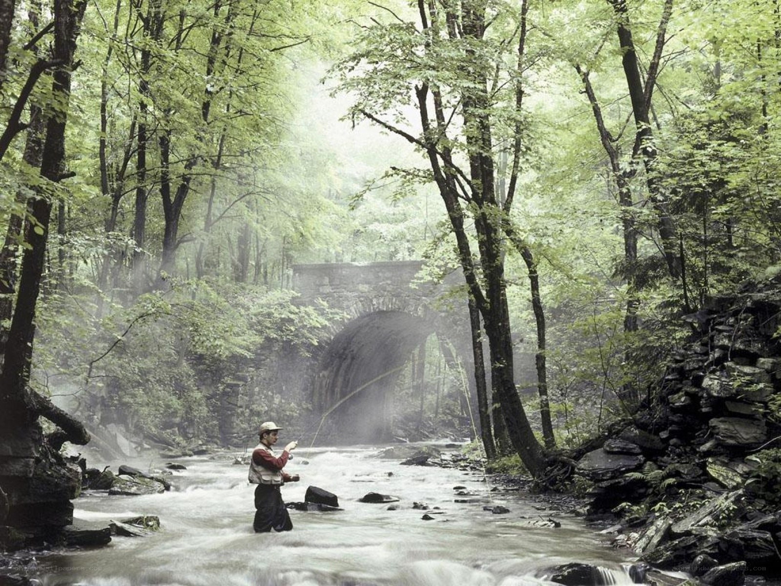 Fly fisherman in forest stream