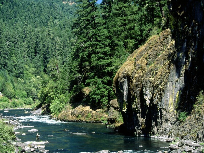 Fly fisherman in forested river