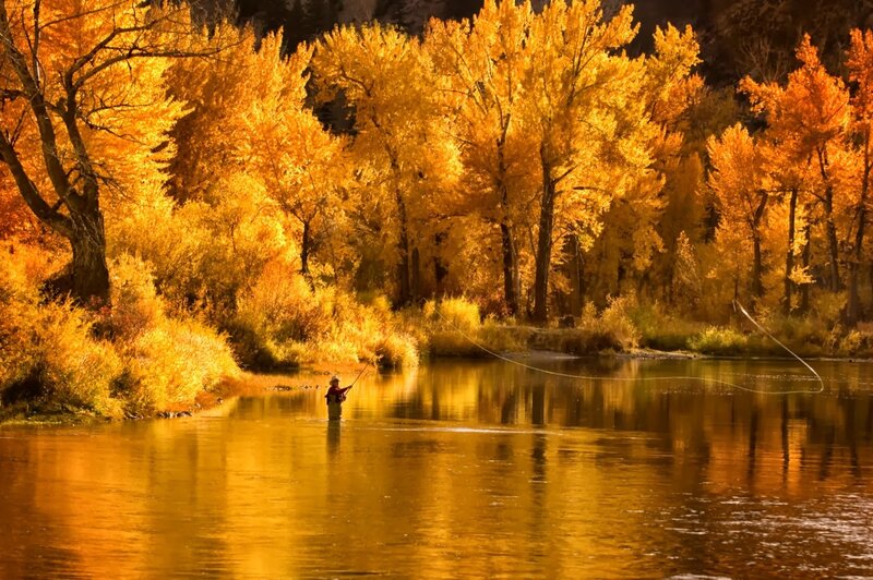 Fly Fisherman in River — Gold