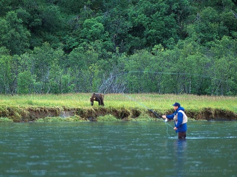 Fly fisherman with bear in background