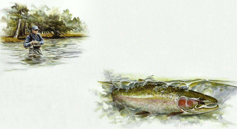 Fly Fisherman with Trout