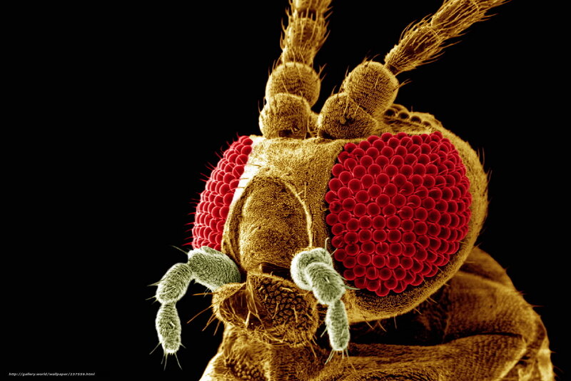 Fly Head Close-up — Red, Dramatic